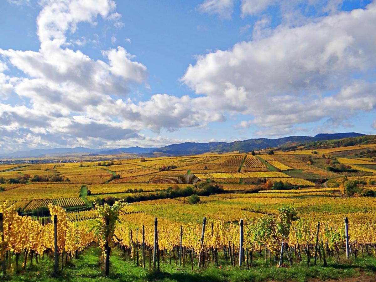 Au Coeur Des Vignes Lägenhet Bergheim Exteriör bild