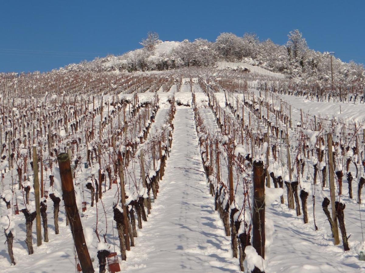 Au Coeur Des Vignes Lägenhet Bergheim Exteriör bild