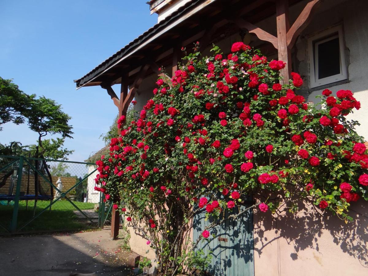 Au Coeur Des Vignes Lägenhet Bergheim Exteriör bild